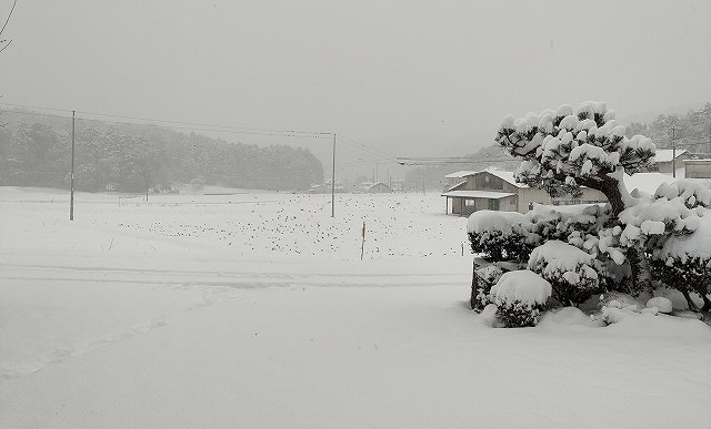 津山市積雪